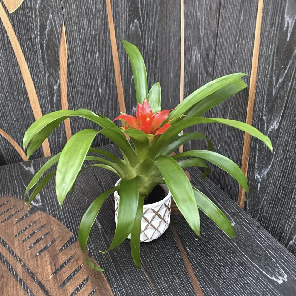 Guzmania Tempo