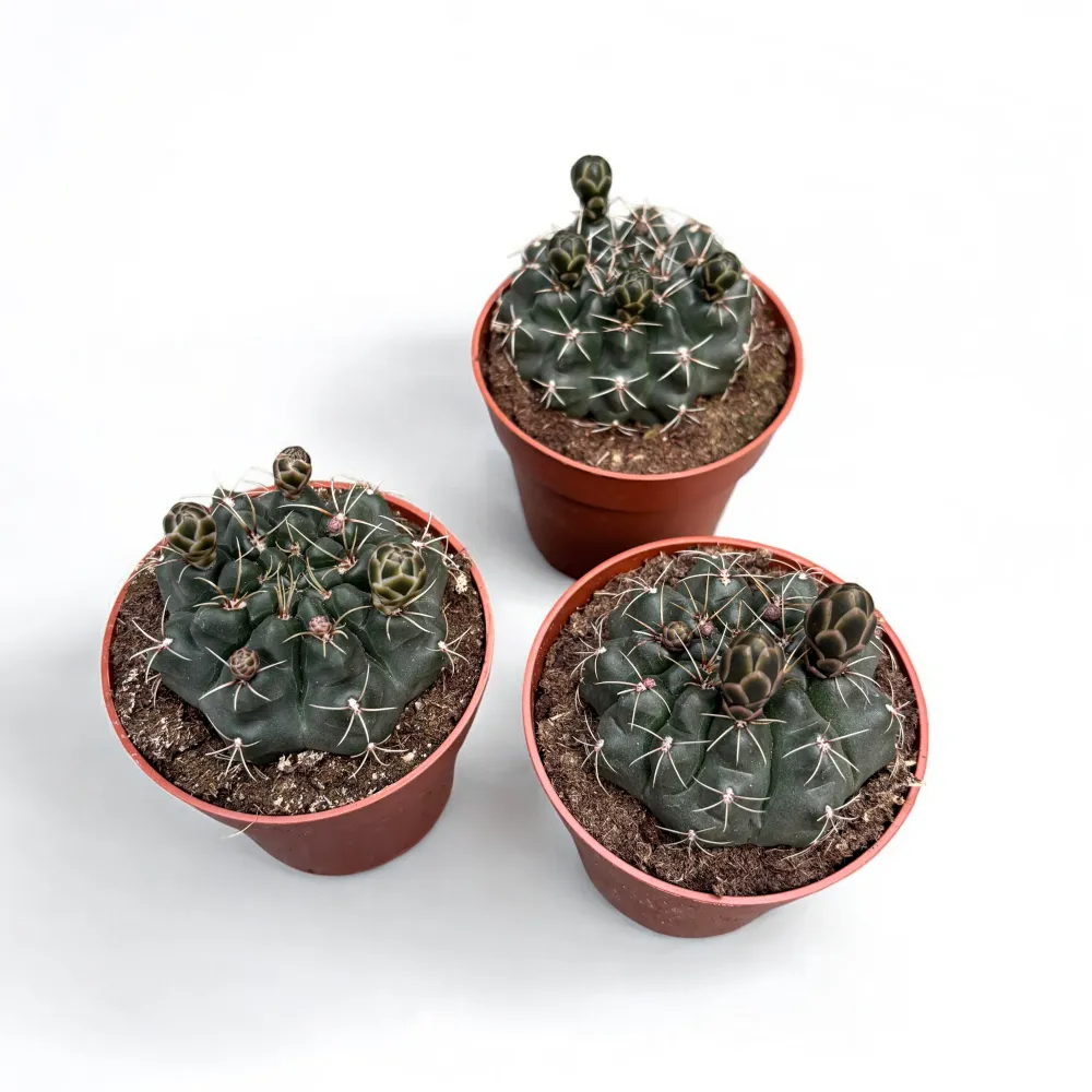 Gymnocalycium baldianum mix D8