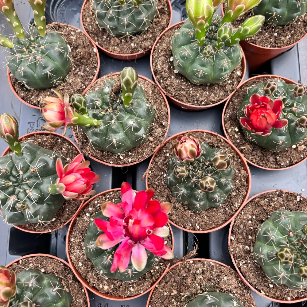 Gymnocalycium baldianum mix D8