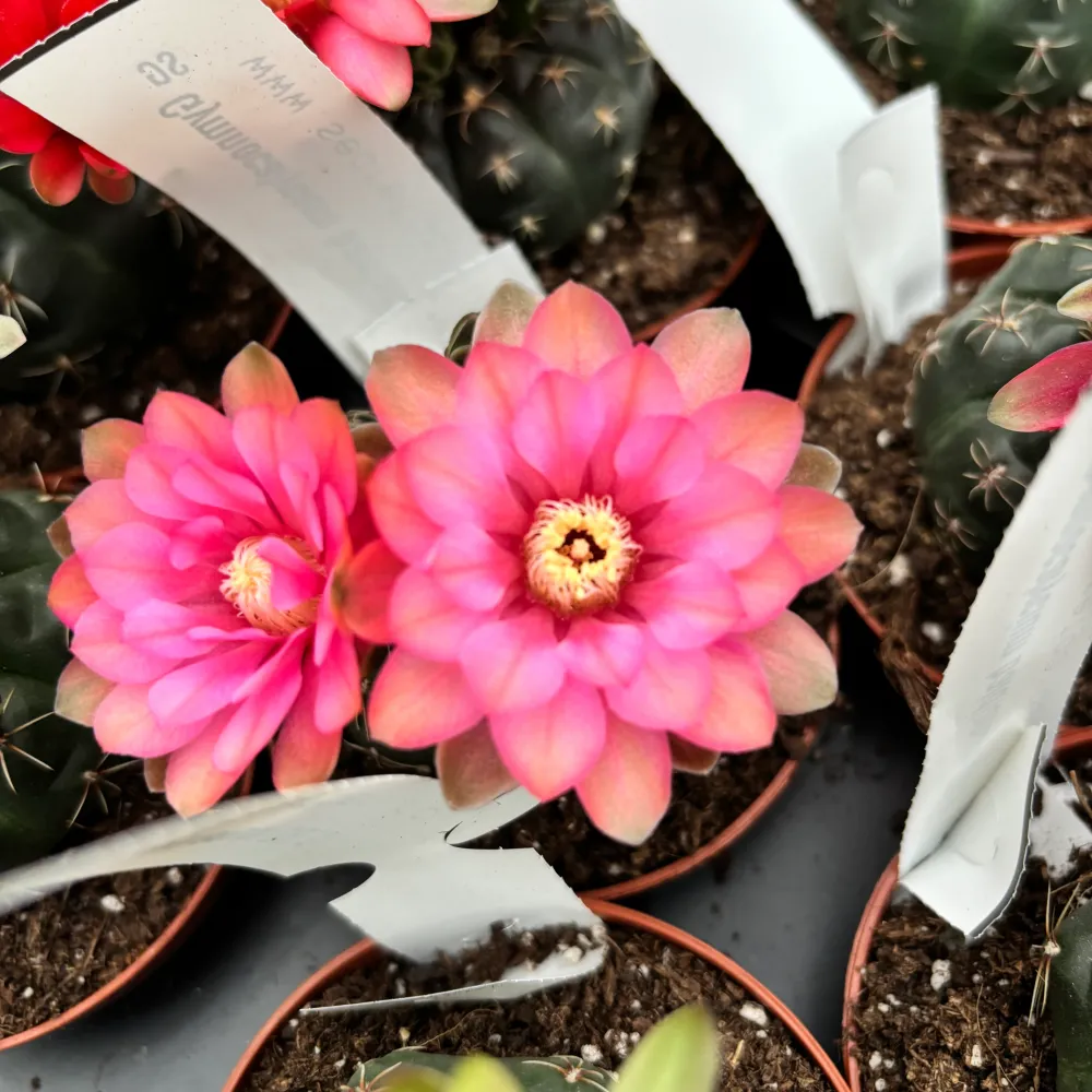 Gymnocalycium baldianum mix D8