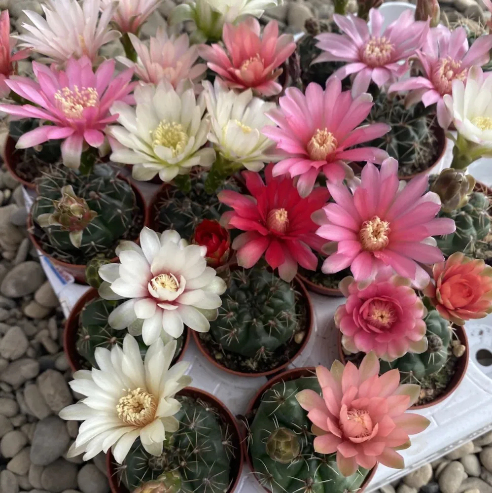 Gymnocalycium baldianum mix