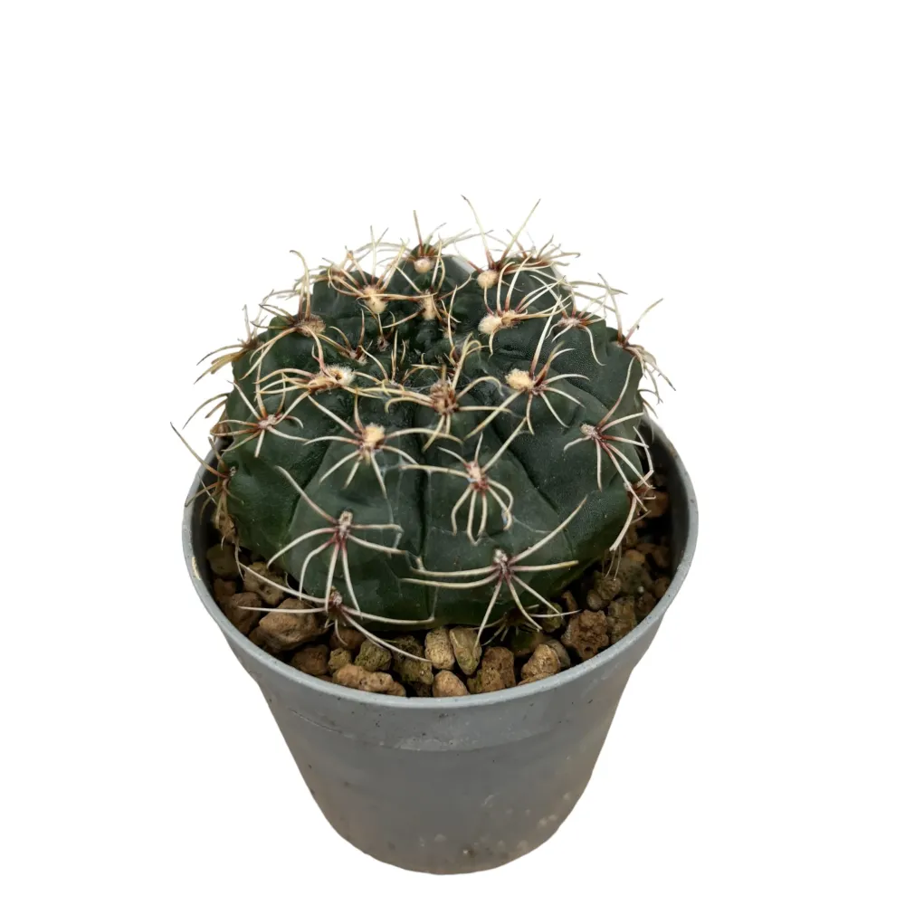Gymnocalycium baldianum mix