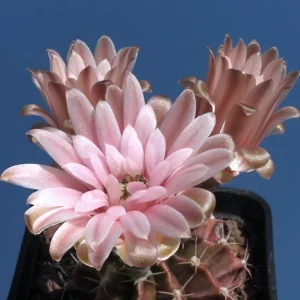Gymnocalycium Friedrichii