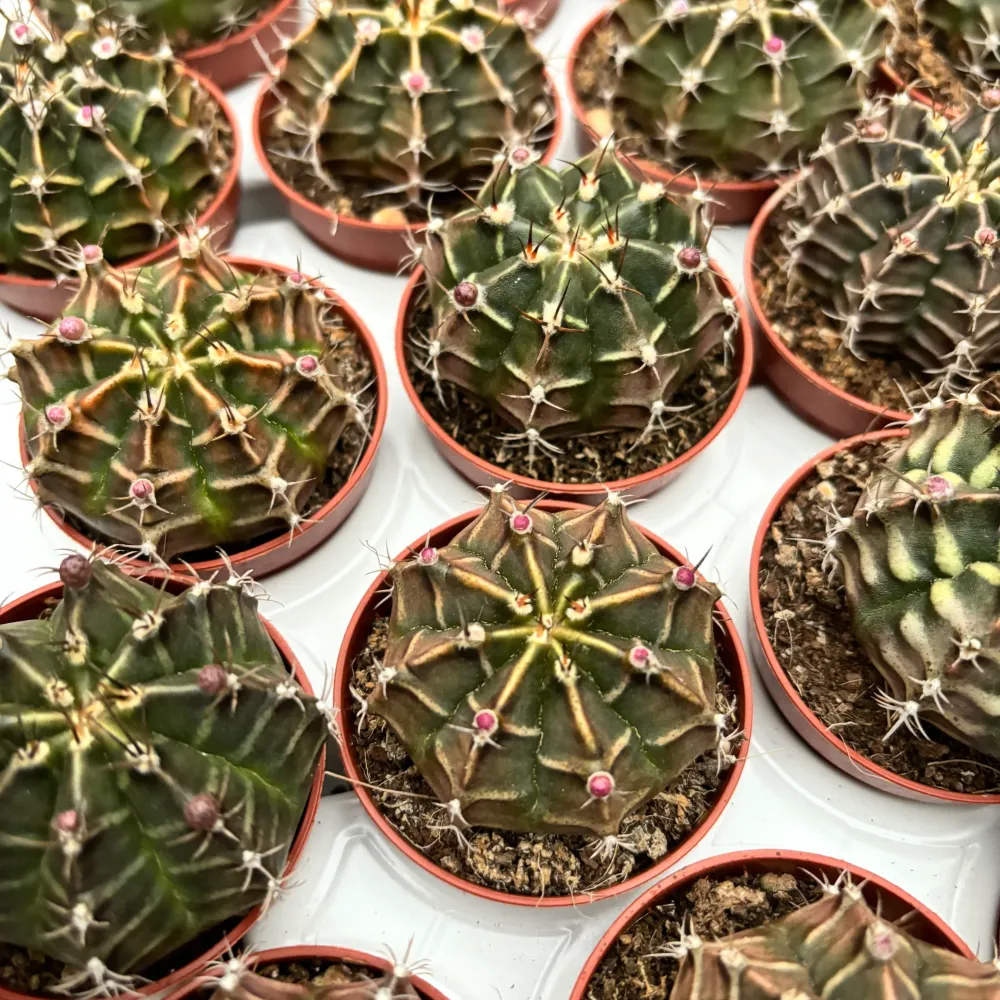 Gymnocalycium Friedrichii