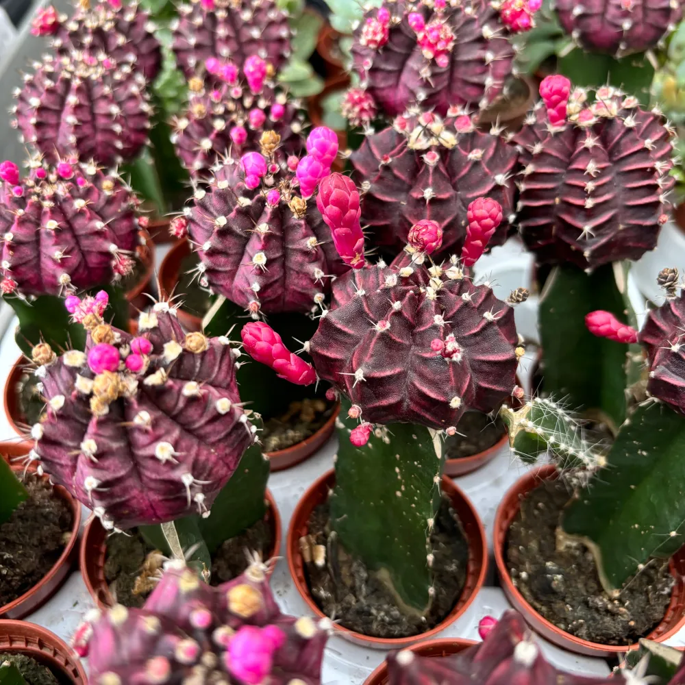 Gymnocalycium Friedrichii (grafted)