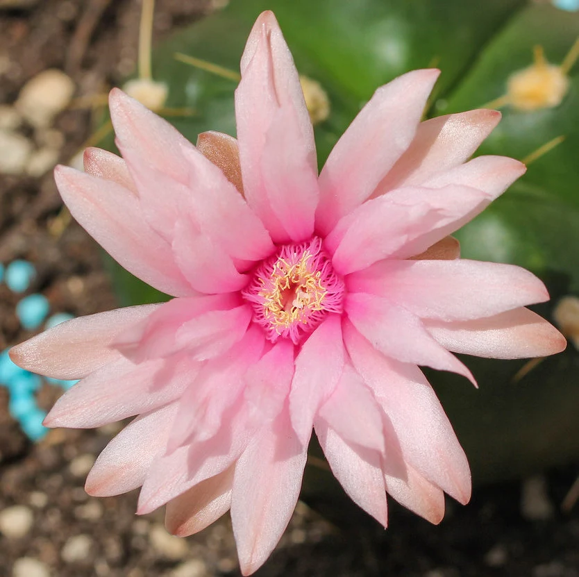 Gymnocalycium horstii – Spider Cactus, cactus rar cu spini spectaculosi si flori mari
