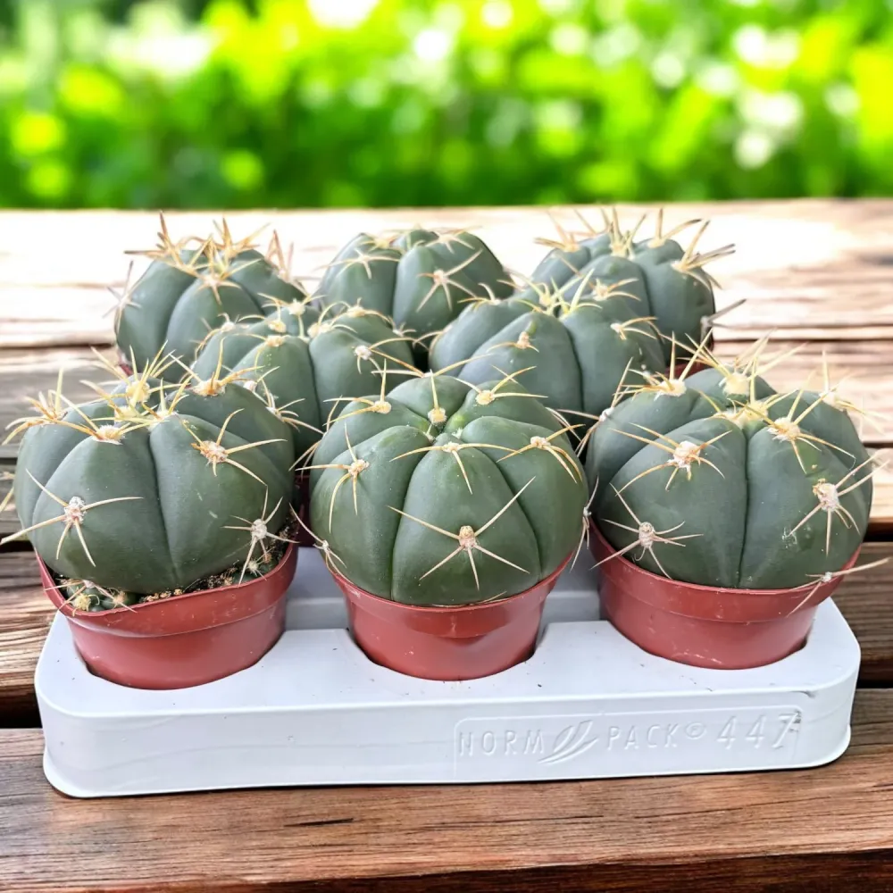 Gymnocalycium horstii – Spider Cactus, cactus rar cu spini spectaculosi si flori mari
