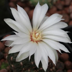 Gymnocalycium mesopotamicum