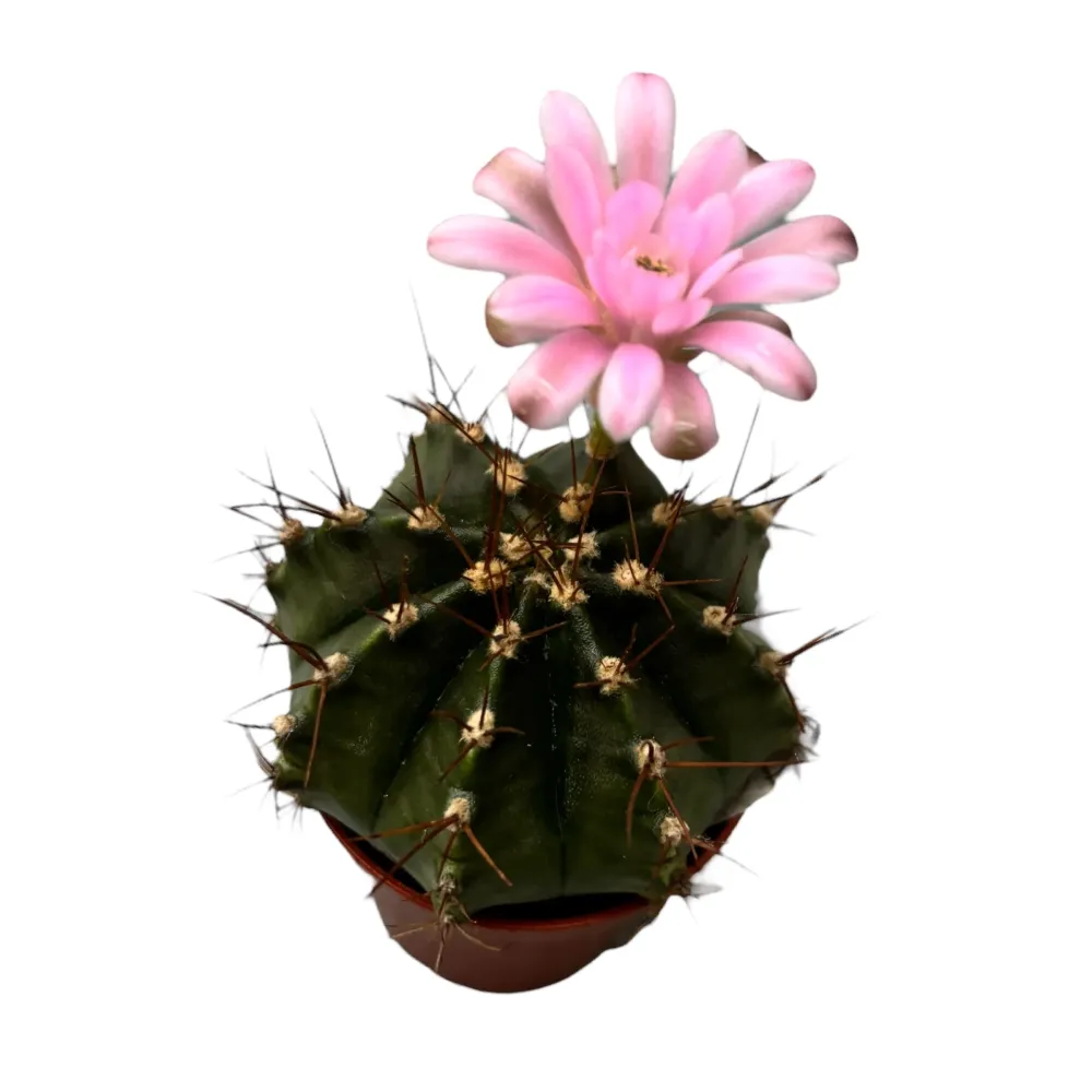 Gymnocalycium mihanovichii