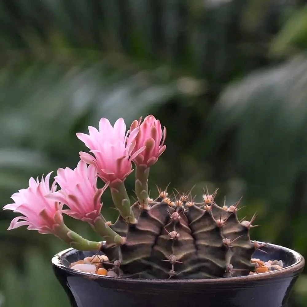 Gymnocalycium mihanovichii (Green)