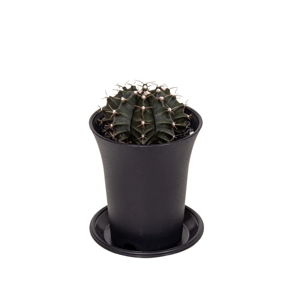 Gymnocalycium mihanovichii (Green)