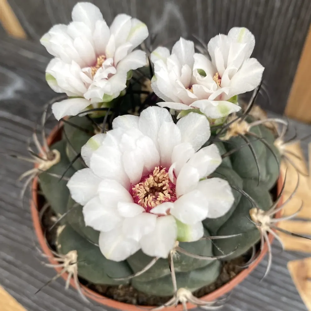 Gymnocalycium pflanzii D5