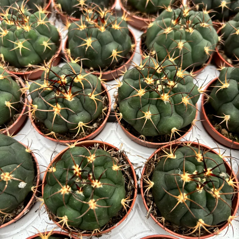 Gymnocalycium pflanzii D5