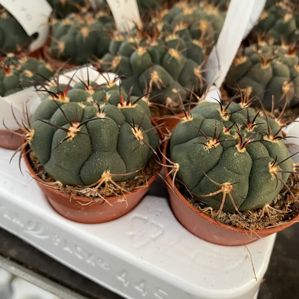 Gymnocalycium pflanzii D5