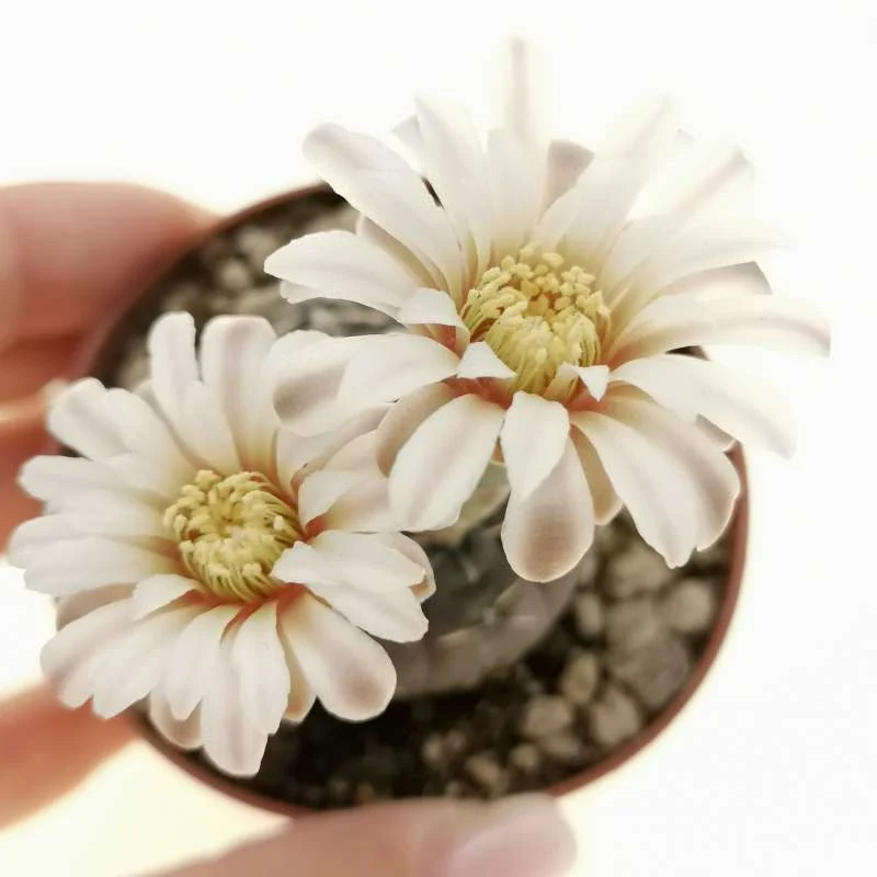 Gymnocalycium Stellatum