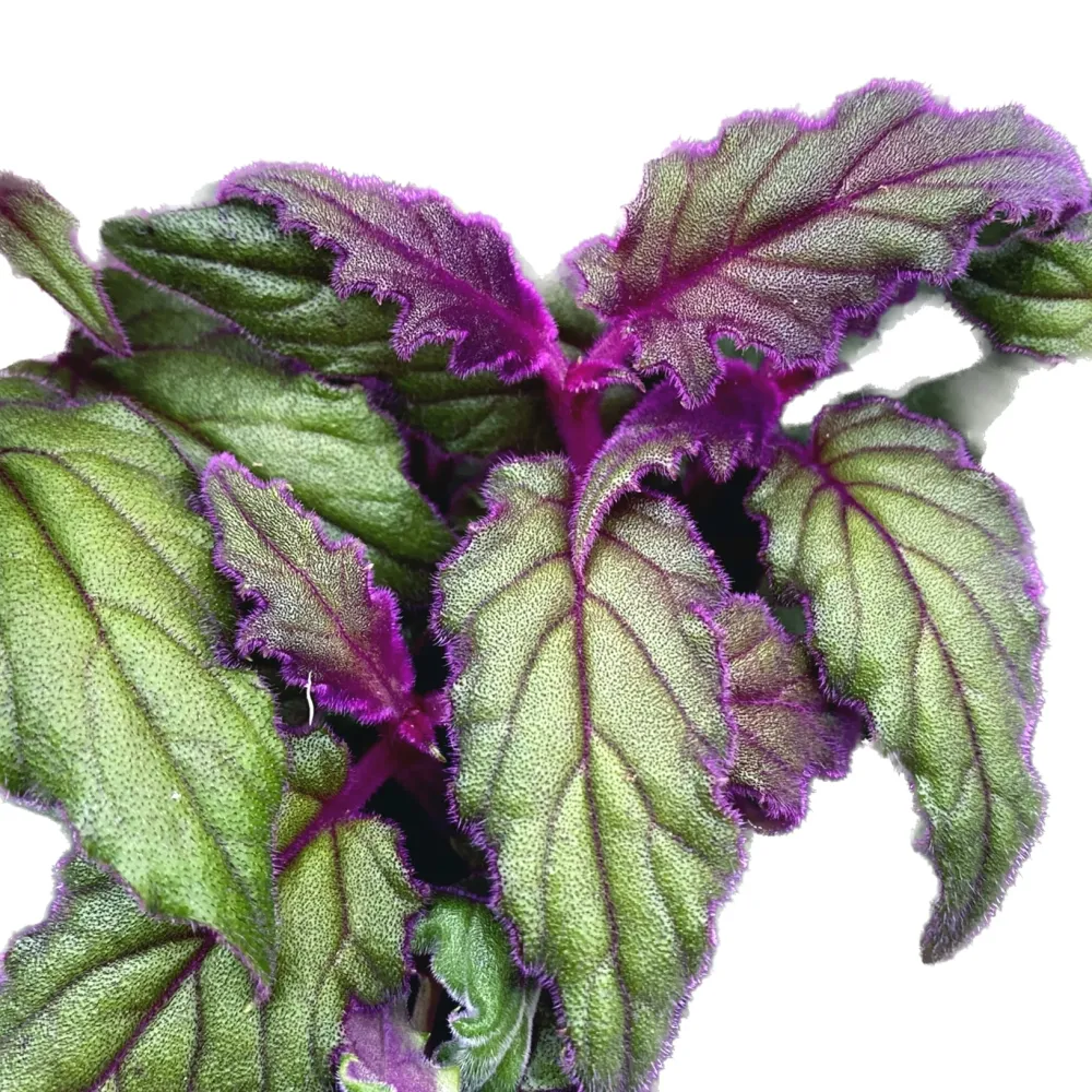 Gynura aurantiaca 'Purple Passion' 2pp - planta catifelata cu frunzis mov intens