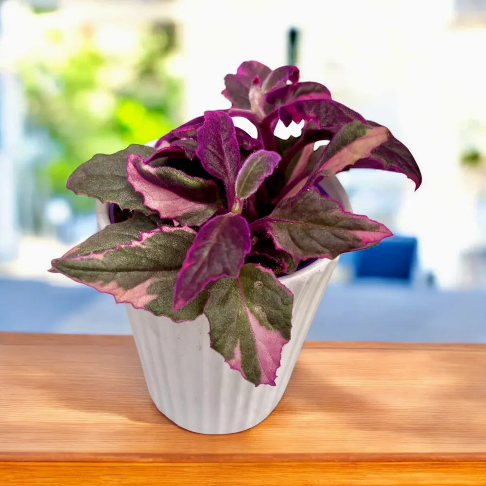 Gynura aurantiaca 'Variegata' D7 (2 plante/ghiveci)