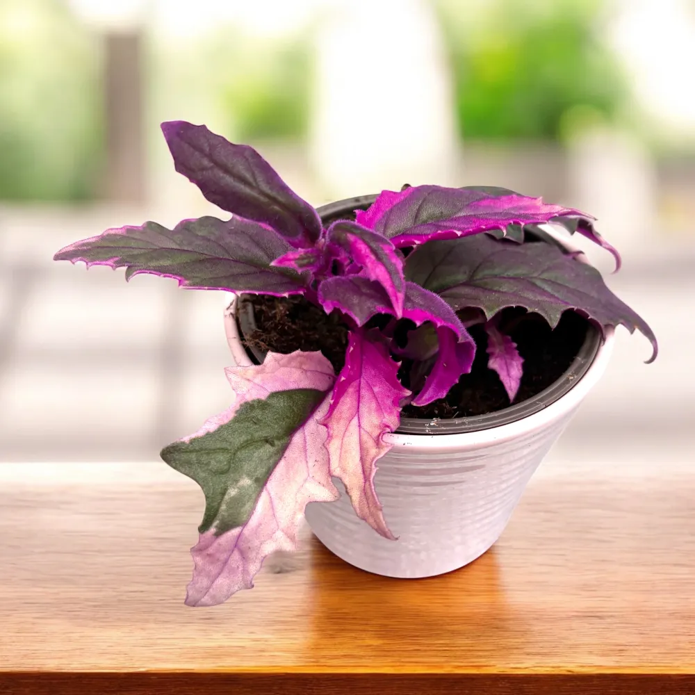 Gynura aurantiaca 'Variegata' (Variegated Purple Velvet Plant)
