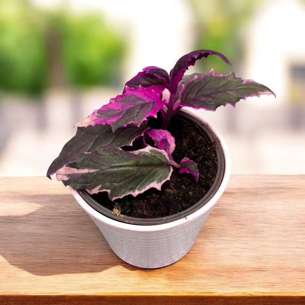 Gynura aurantiaca 'Variegata' (Variegated Purple Velvet Plant)
