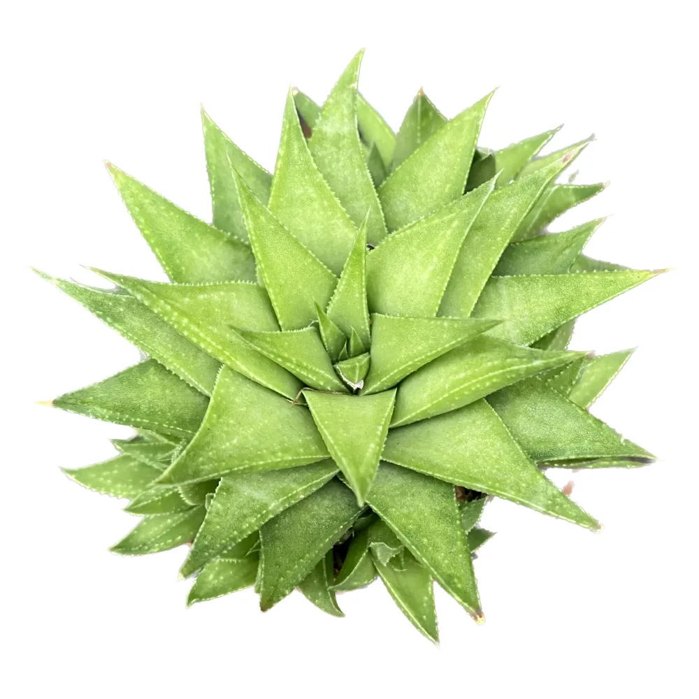 Haworthia angustifolia var. baylissii
