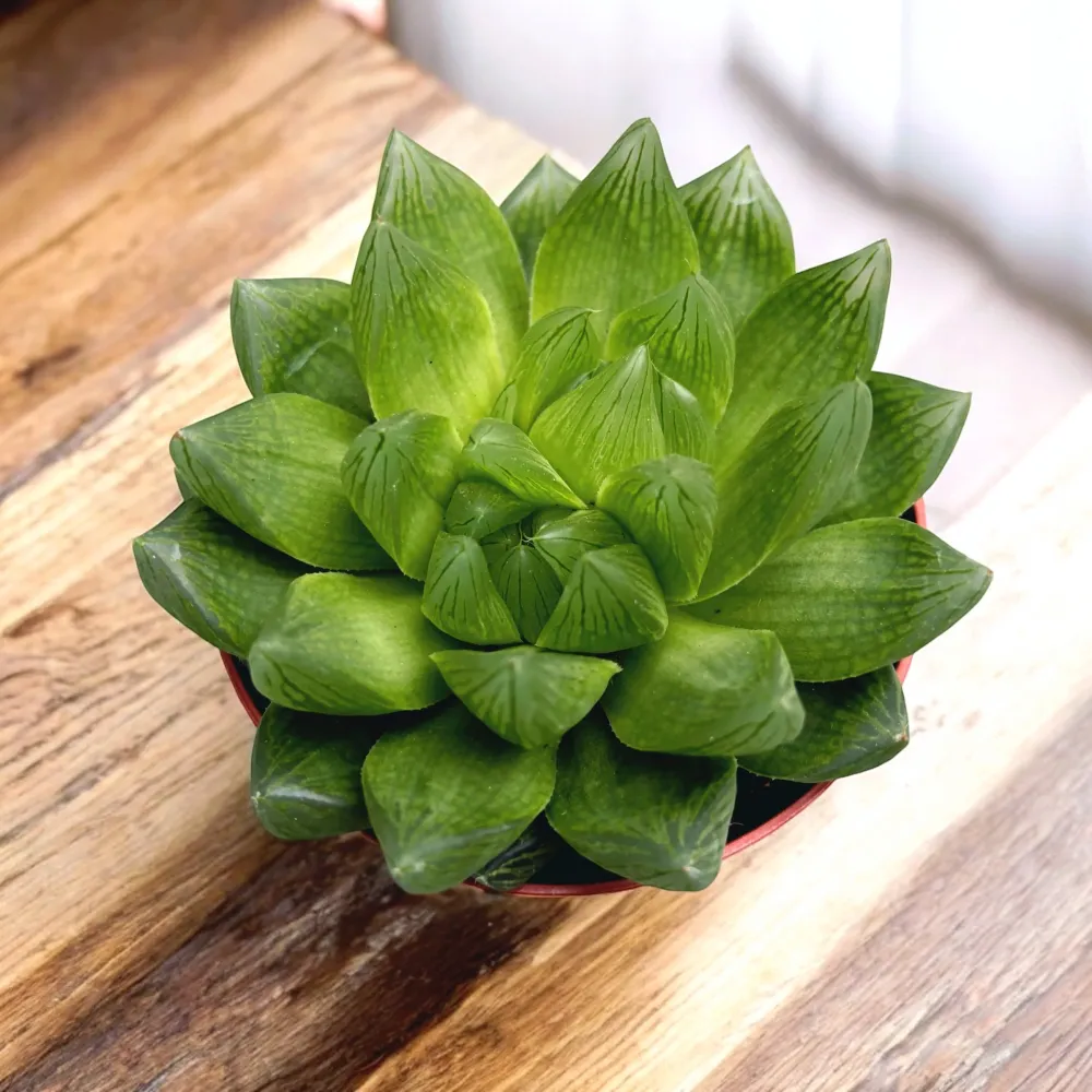 Haworthia cymbiformis