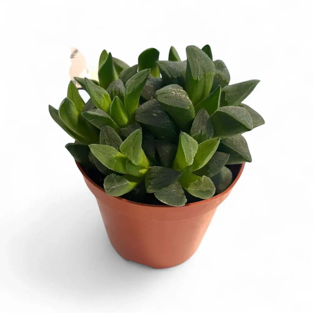 Haworthia emelyae