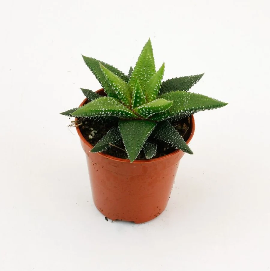 Haworthia Enon