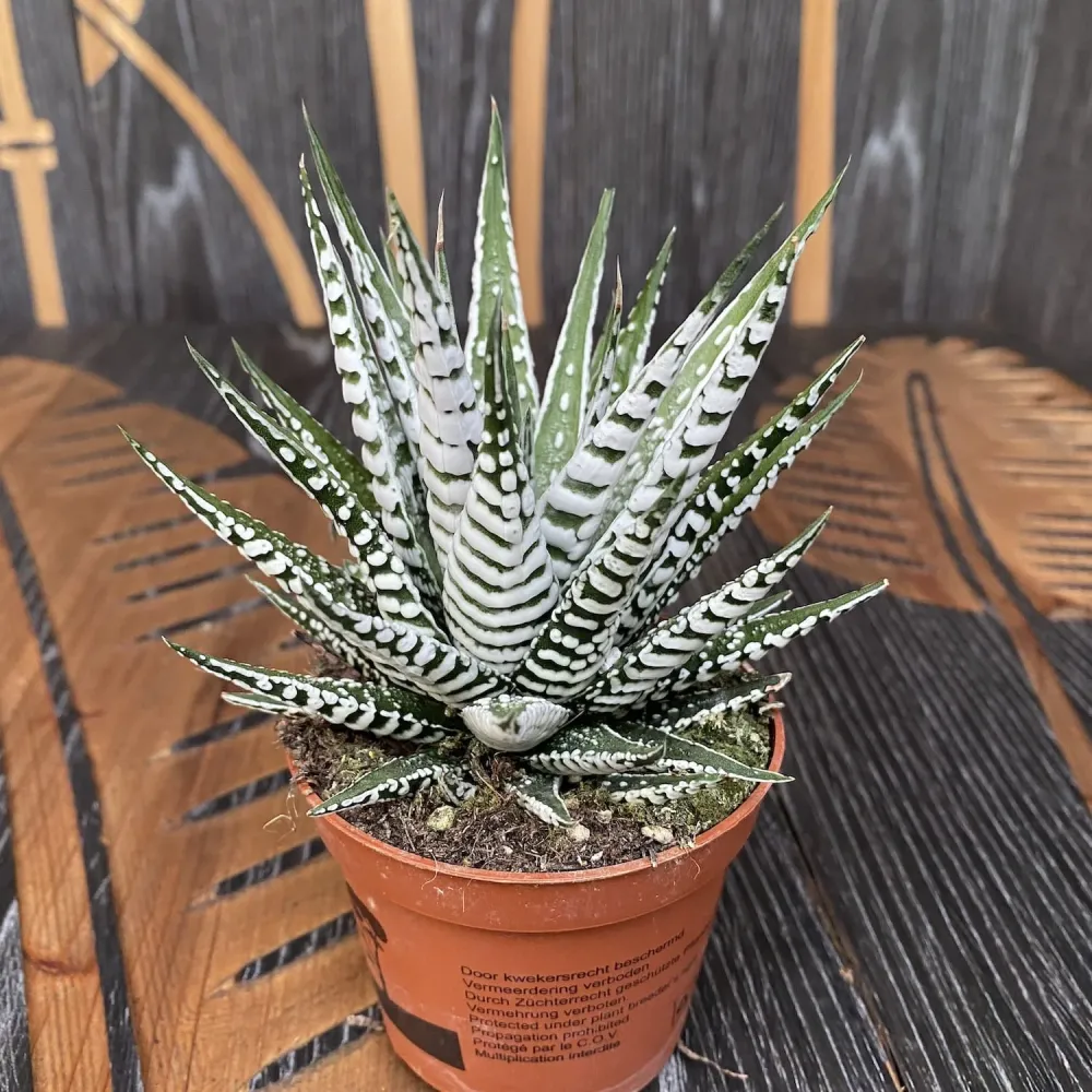 Haworthia Fasciata Alba
