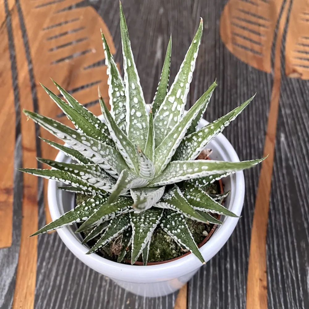 Haworthia Fasciata Alba