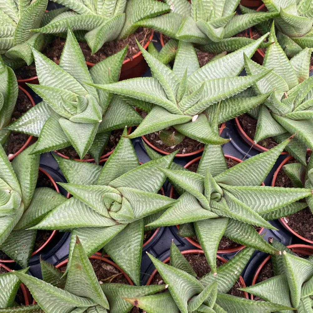 Haworthia limifolia twist