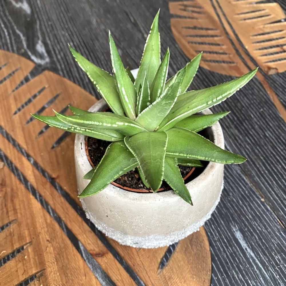 Haworthia marginalis