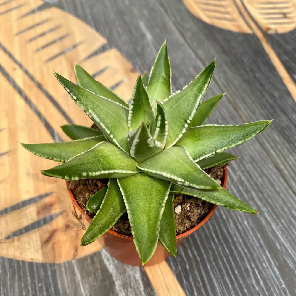 Haworthia marginalis