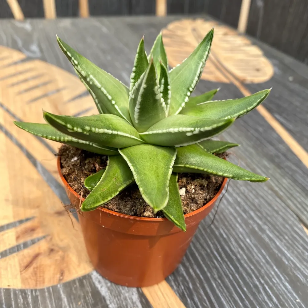 Haworthia marginalis