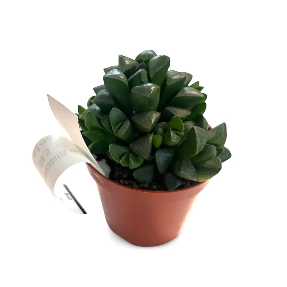 Haworthia mirabilis var. mundula