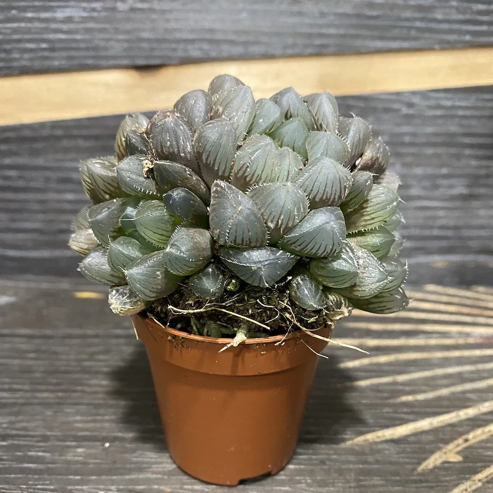 Haworthia obtusa 'Cooperi' var. 'Grey Ghost'