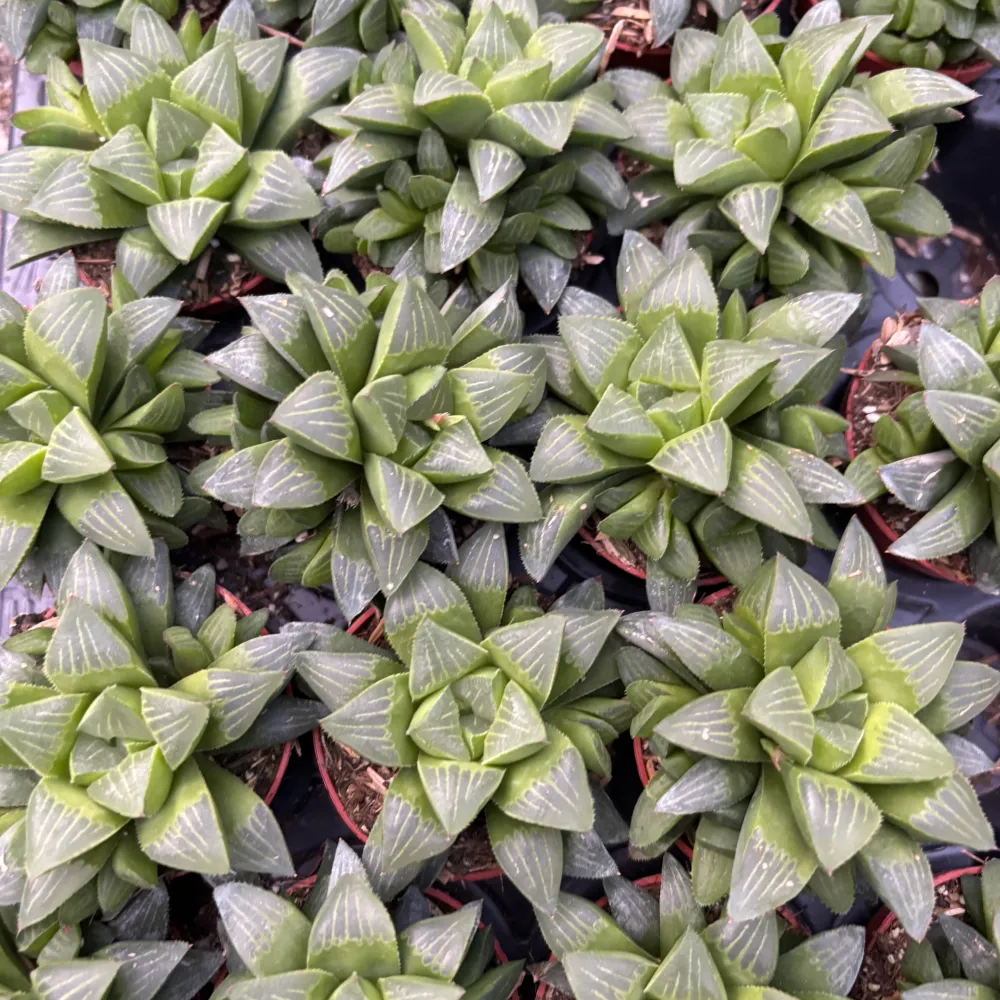 Haworthia retusa - Star Cactus