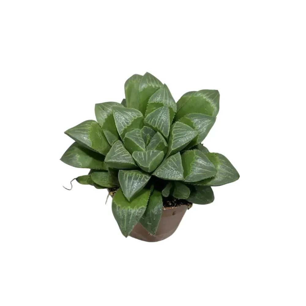 Haworthia retusa - Star Cactus