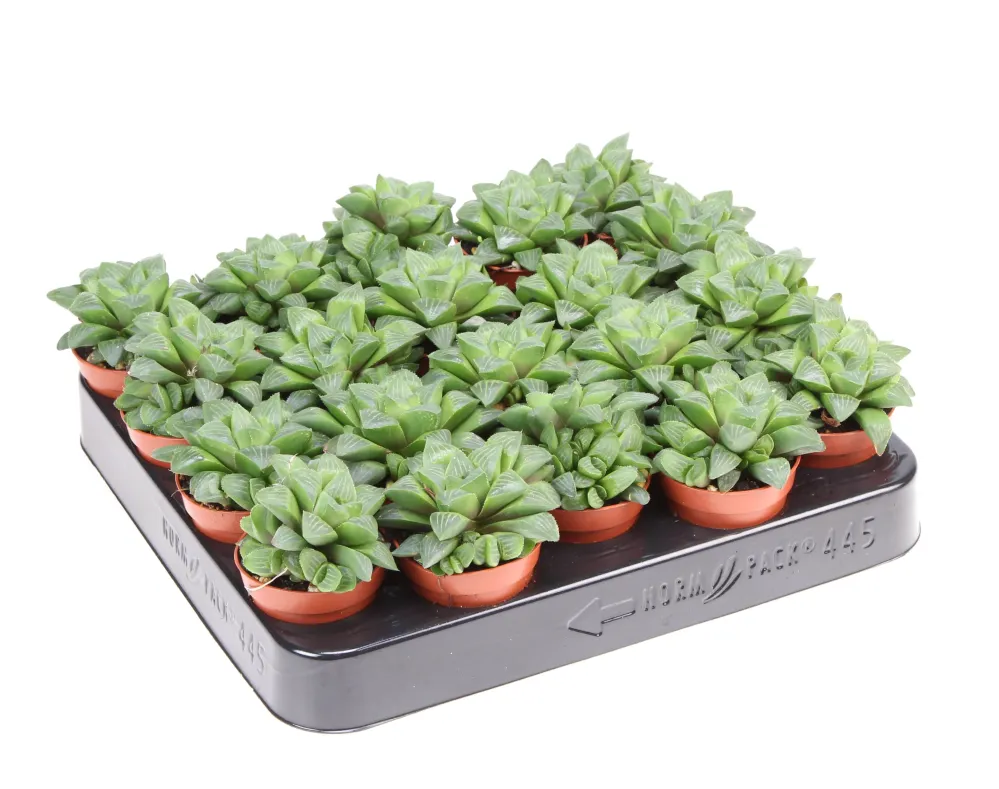 Haworthia retusa - Star Cactus