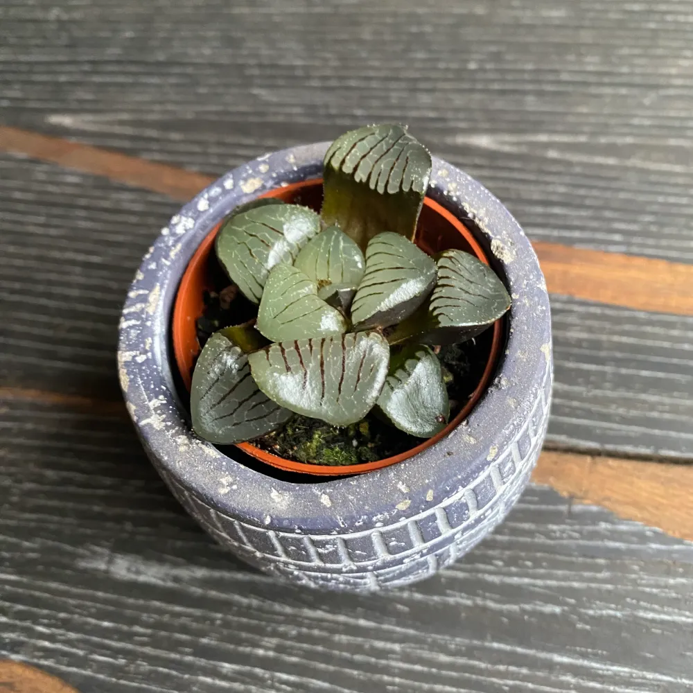 Haworthia springbokvlakensis