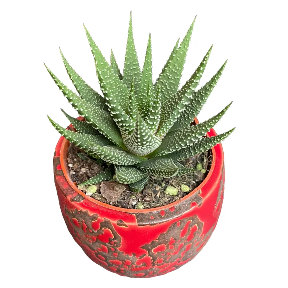 Haworthia Universe