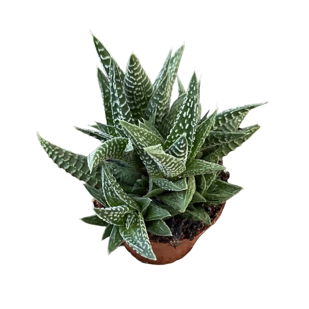 Haworthia Zebra