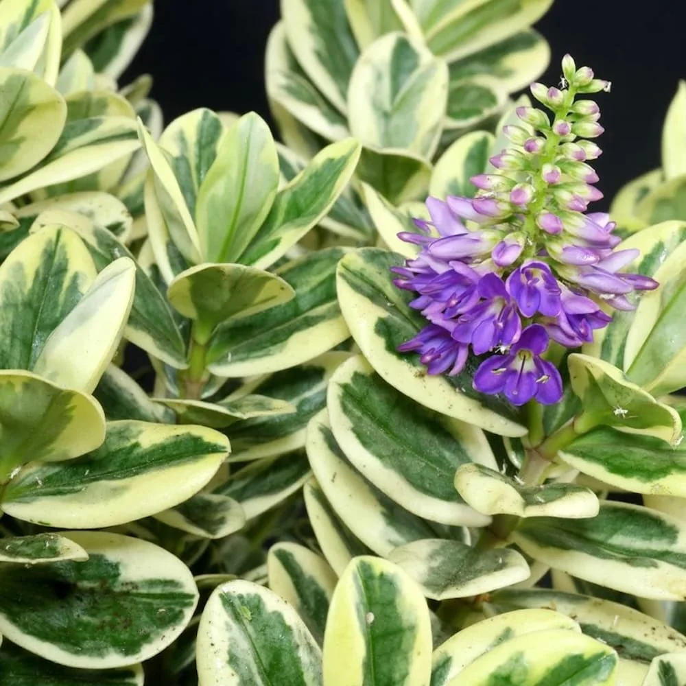 Hebe 'Andersonii Variegata' - Pomul de aur (Evergreen) - exemplare XL