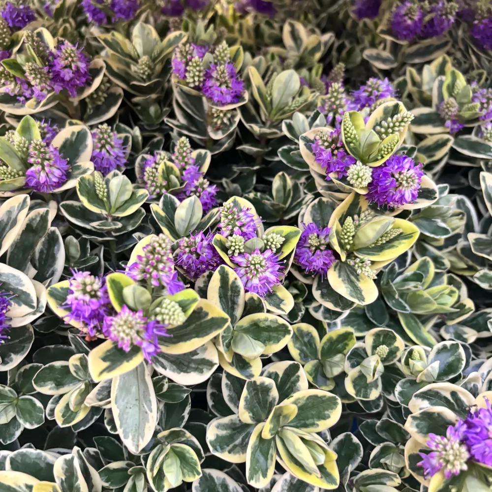 Hebe 'Andersonii Variegata' - Pomul de aur (Evergreen) - exemplare XL