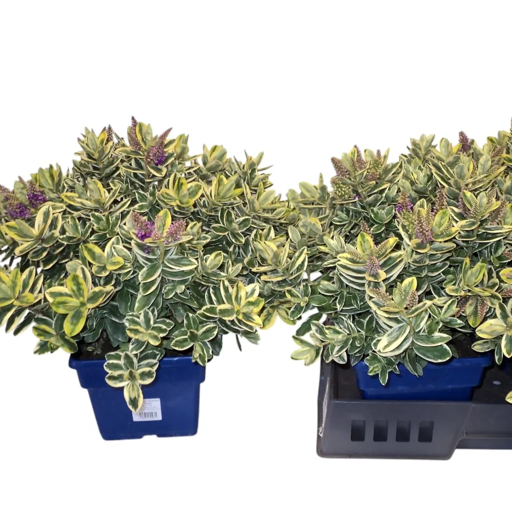 Hebe 'Andersonii Variegata' - Pomul de aur (Evergreen)