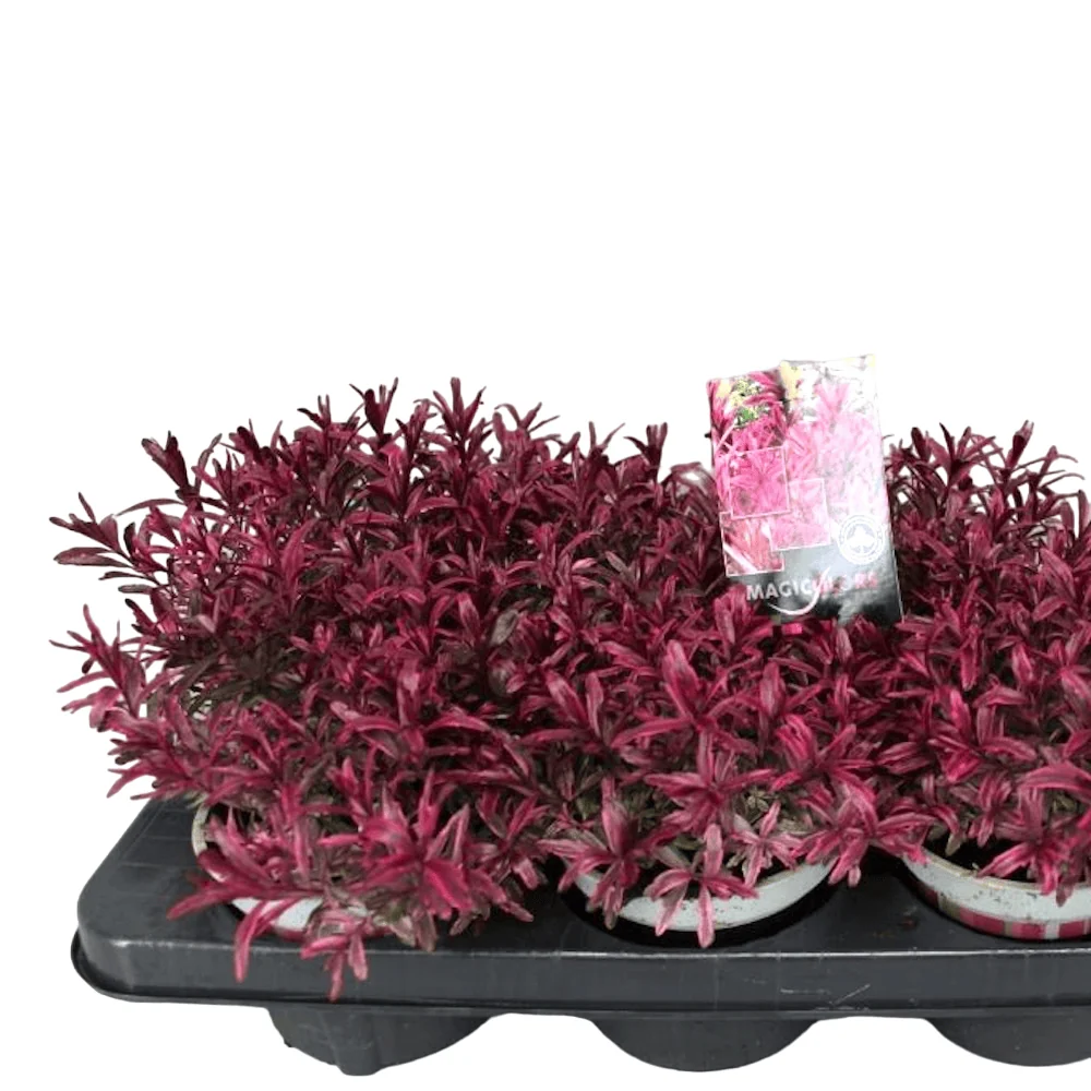 Hebe Magicolor 'Black Magic' (evergreen)