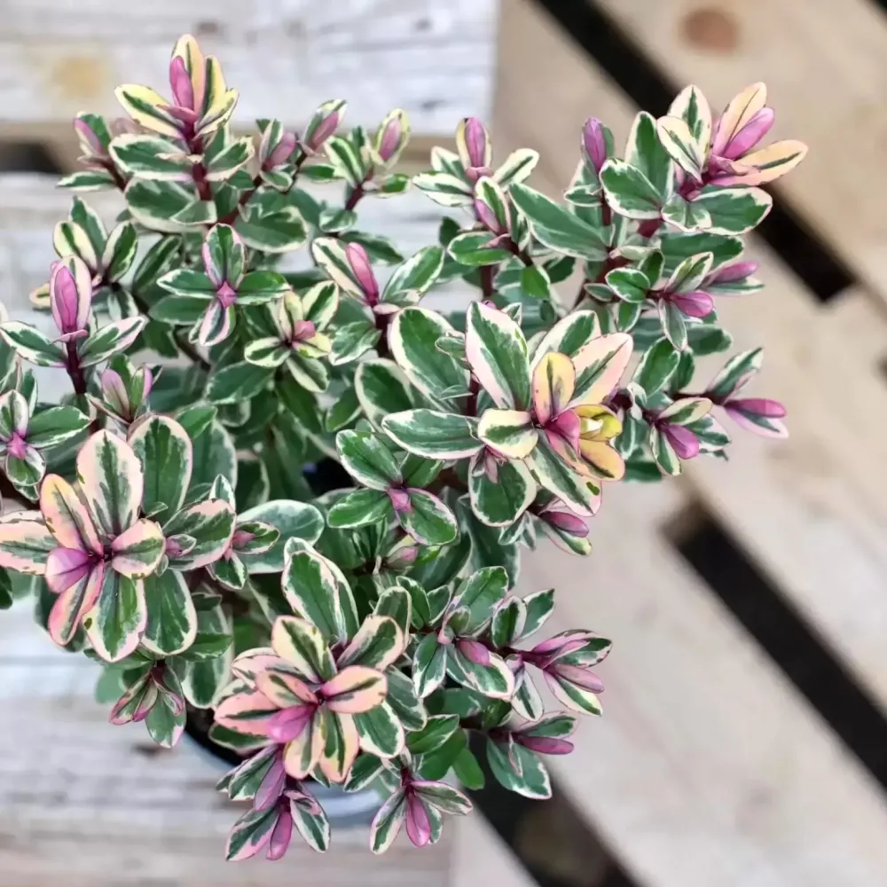 Hebe variegata 'Tricolor' - Pomul de aur (Evergreen)