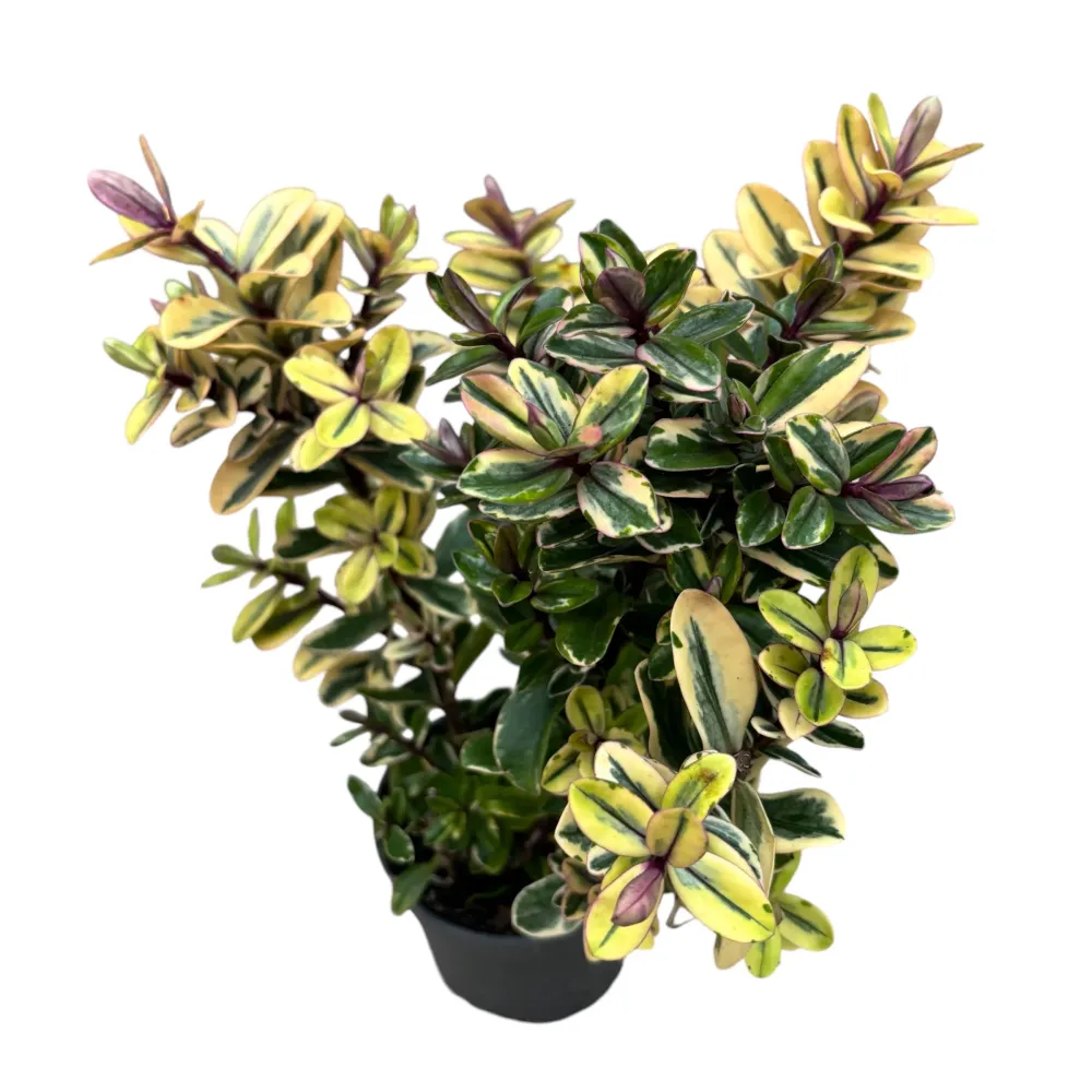 Hebe variegata 'Tricolor' - Pomul de aur (Evergreen)