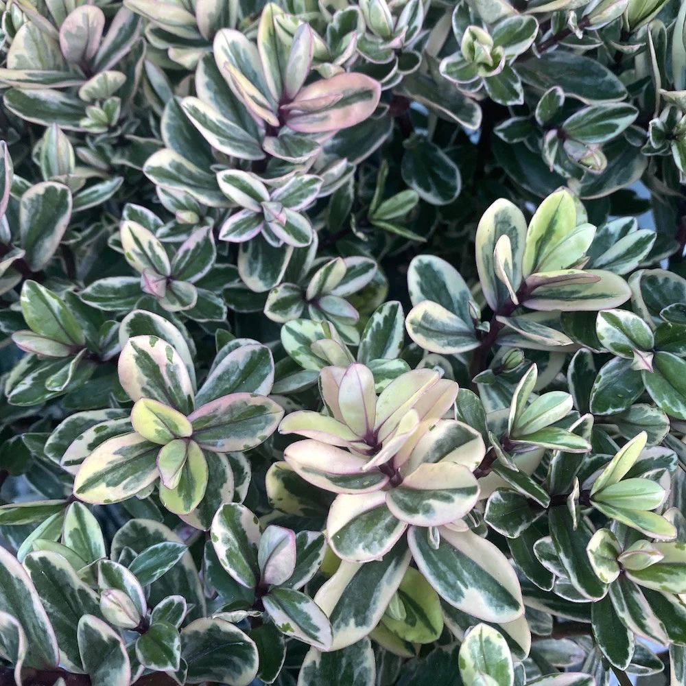 Hebe variegata 'Tricolor' - Pomul de aur (Evergreen)