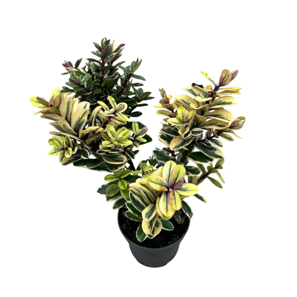 Hebe variegata 'Tricolor' - Pomul de aur (Evergreen)