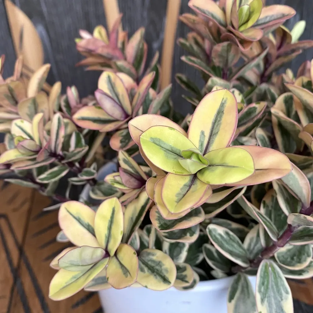 Hebe variegata 'Tricolor' - Pomul de aur (Evergreen)